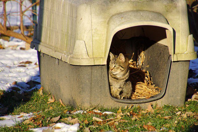 feral kitten