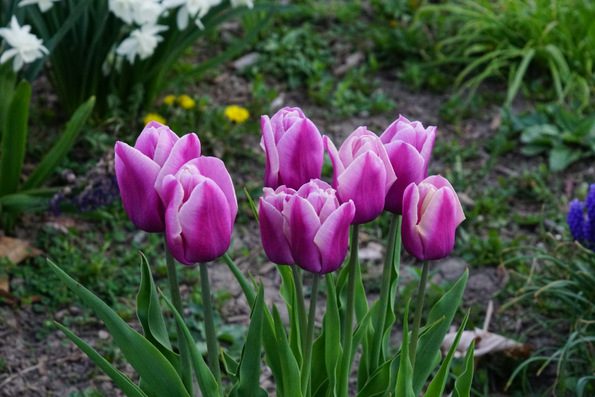 tulips 2015