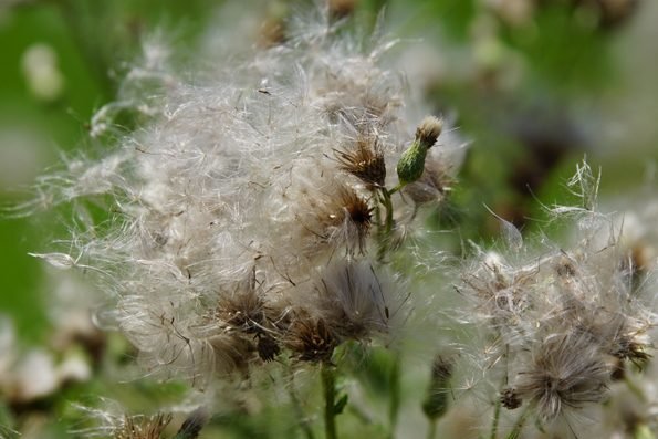 plant going to seed