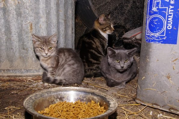 feral cats in barn-008