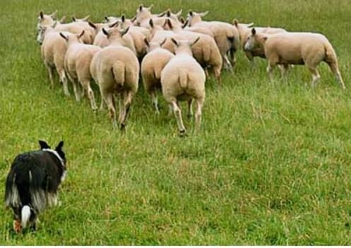 bob gray driving sheep