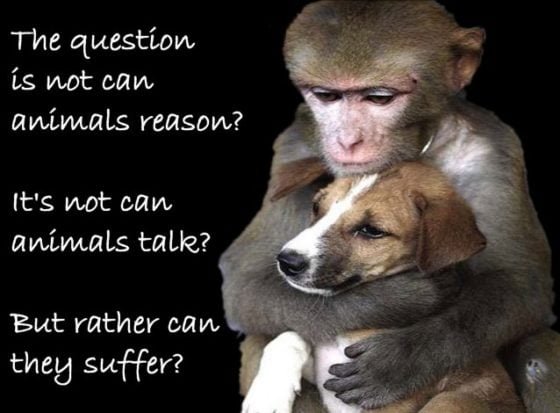 An Argument Against the Existence of God: The Suffering of Animals ...