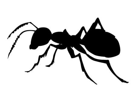 black ant