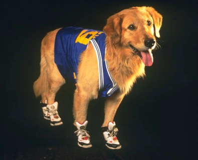 air bud