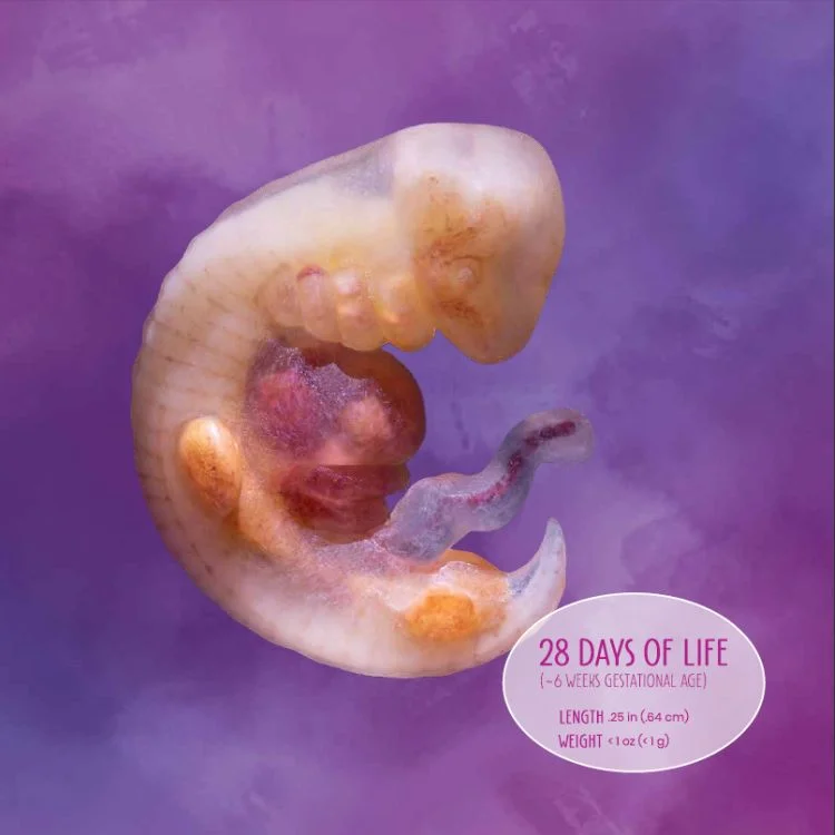 fetus at four weeks