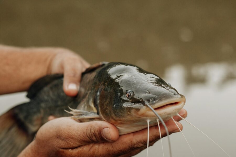 close up of a person holding a catfish